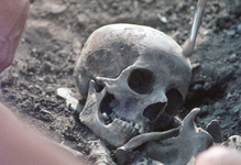 830294 Afbeelding van het blootleggen van een schedel door archeologen tussen de opgravingen van de restanten van het ...